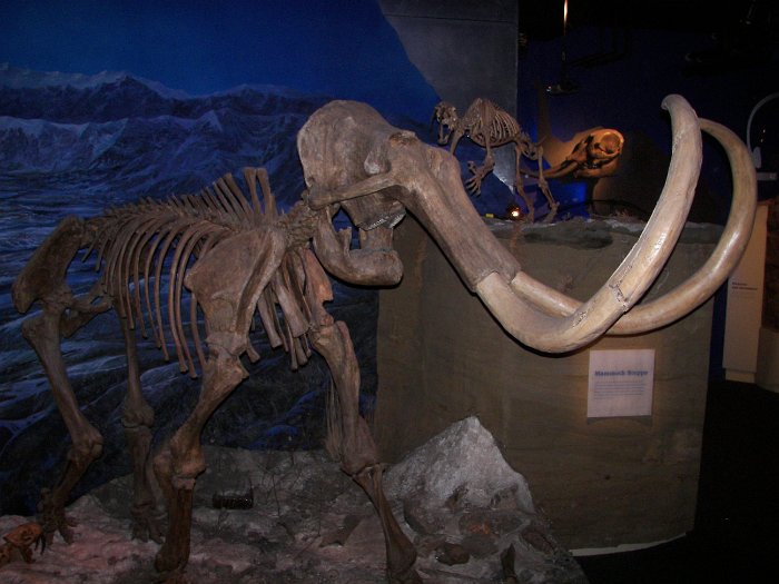 Kanada 2007 Tyrell Museum (7)